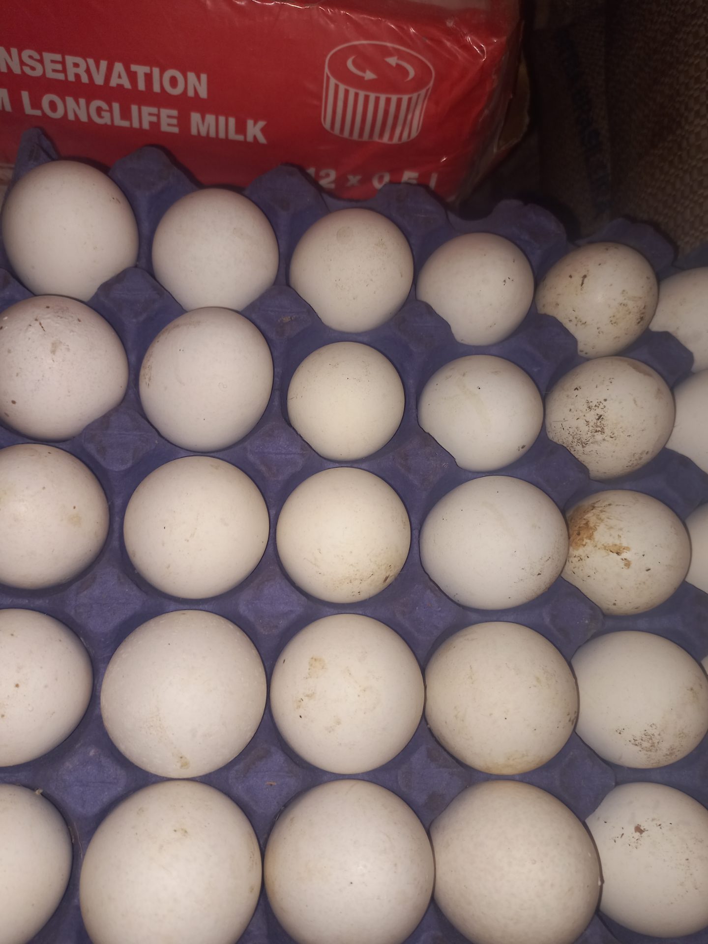 eggs